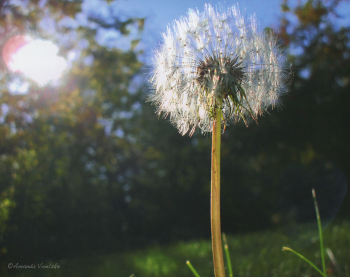 Dandelion in the Sun