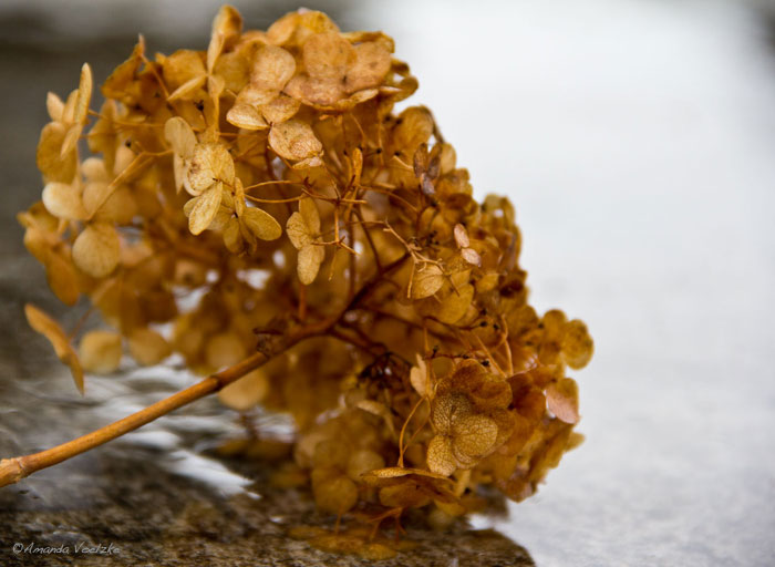 Flower Tumbleweed